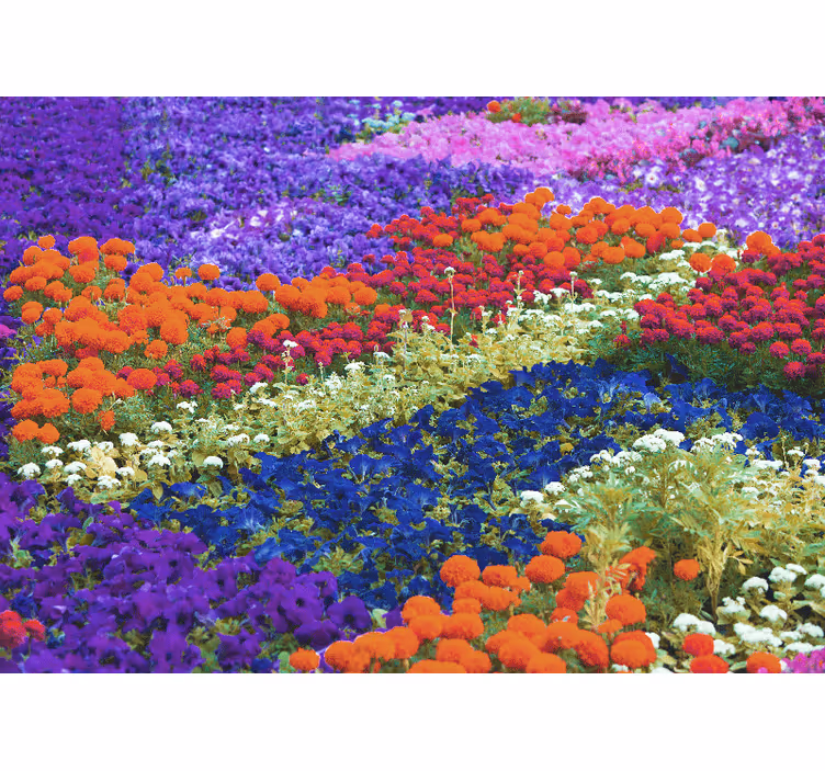 Mural de pared flores campo colorido - TenVinilo