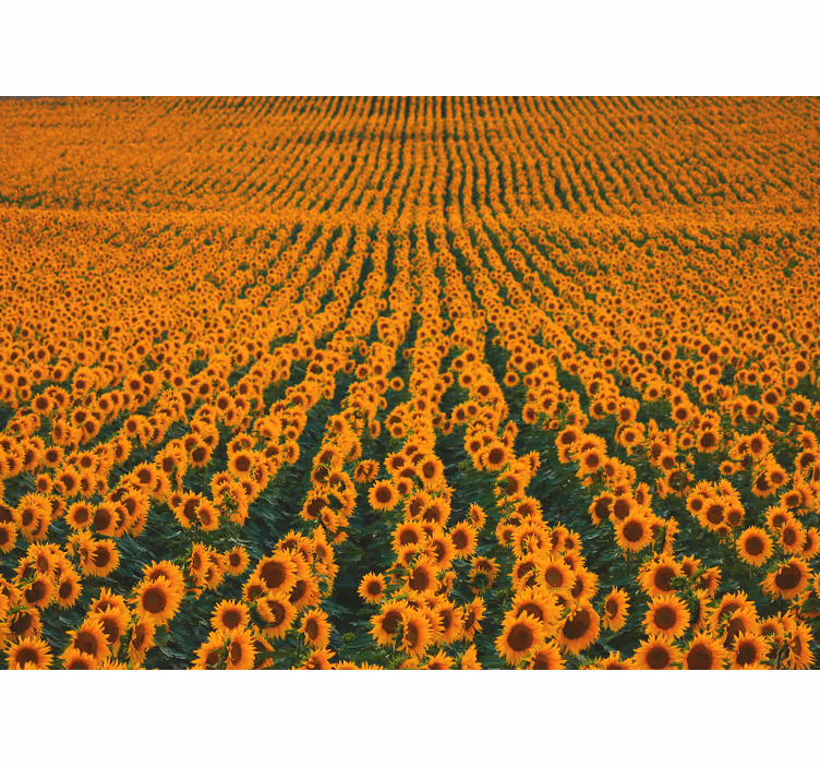 Mural de pared flores pradera de girasoles - TenVinilo