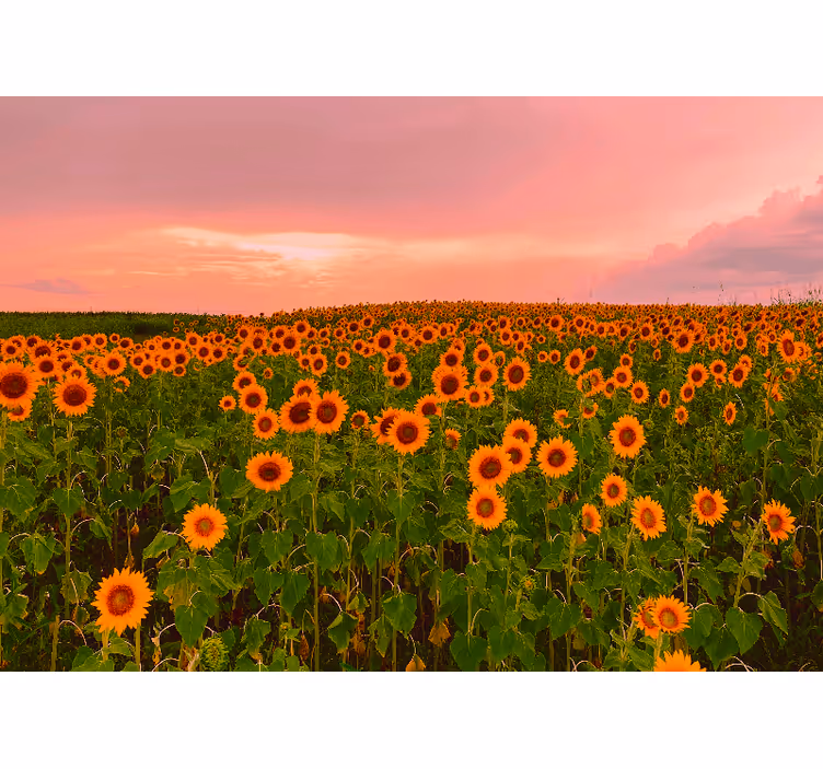 Mural de pared flores campo de girasoles vibrante - TenVinilo