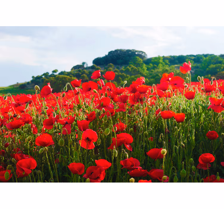 Fotomural de amapolas campo de amapolas rojas - TenVinilo