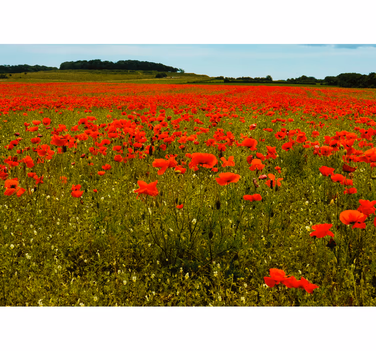 Fotomural de amapolas campo de amapolas vibrante - TenVinilo