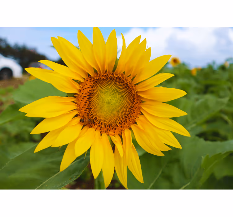 Mural de pared flores belleza en flor de girasol - TenVinilo