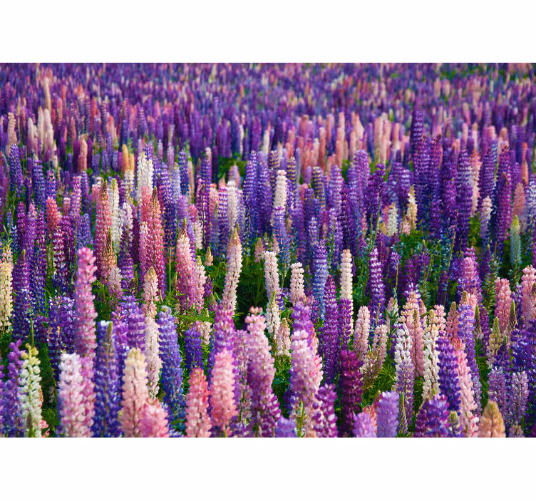 Mural de pared flores lujosas flores púrpuras - TenVinilo