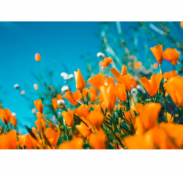 Mural de pared flores amapolas doradas - TenVinilo