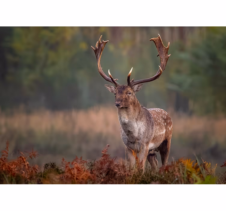 Fotomural animales presencia de ciervo majestuoso - TenVinilo