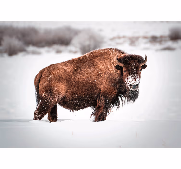Fotomural animales bisonte majestuoso en postura - TenVinilo