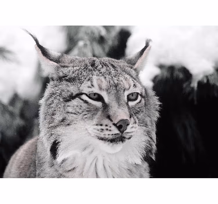 Fotomural animales lince de mirada intensa - TenVinilo