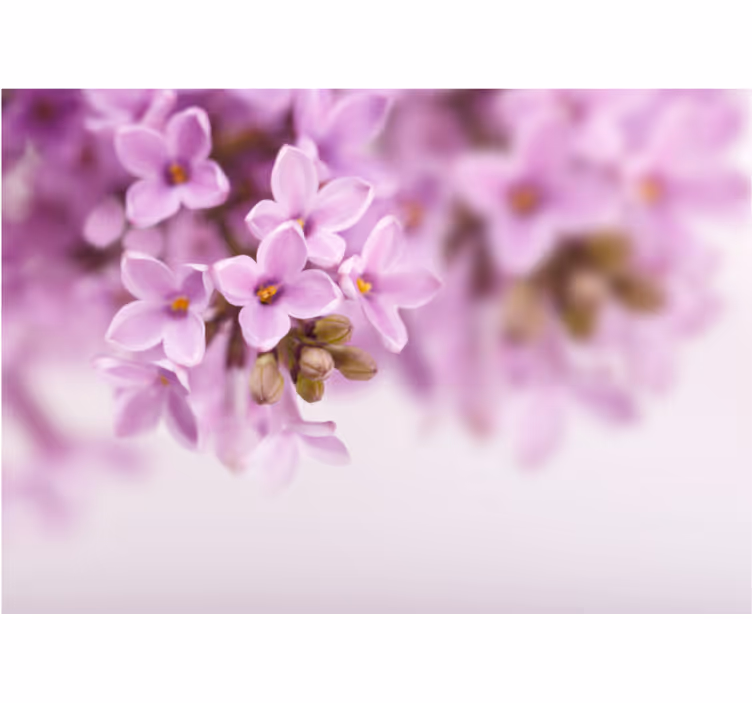 Mural de pared flores capullos lilas delicados - TenVinilo