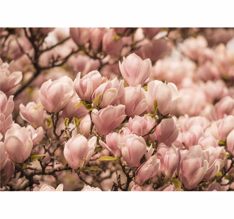 Mural de pared flores magnolia floreciente - TenVinilo