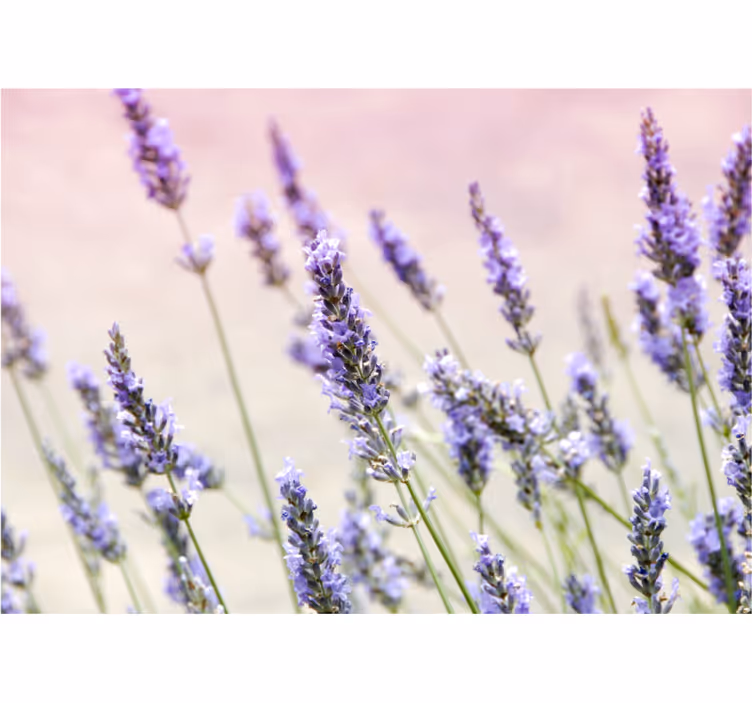 Mural de pared flores elegancia floral lavanda - TenVinilo