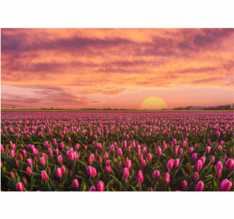 Mural de pared flores campo de tulipanes al atardecer - TenVinilo