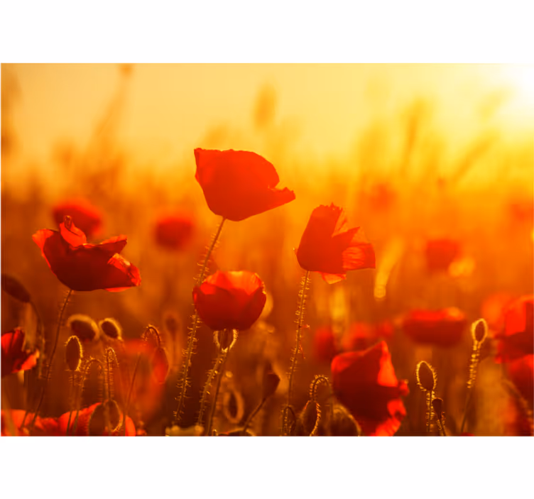 Fotomural de amapolas amanecer en el campo - TenVinilo