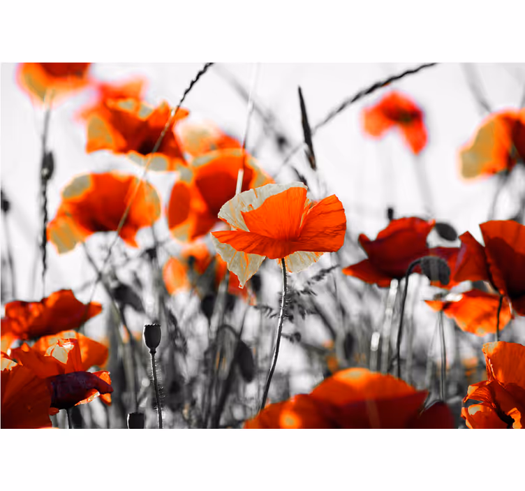 Fotomural de amapolas pradera de amapolas viva - TenVinilo
