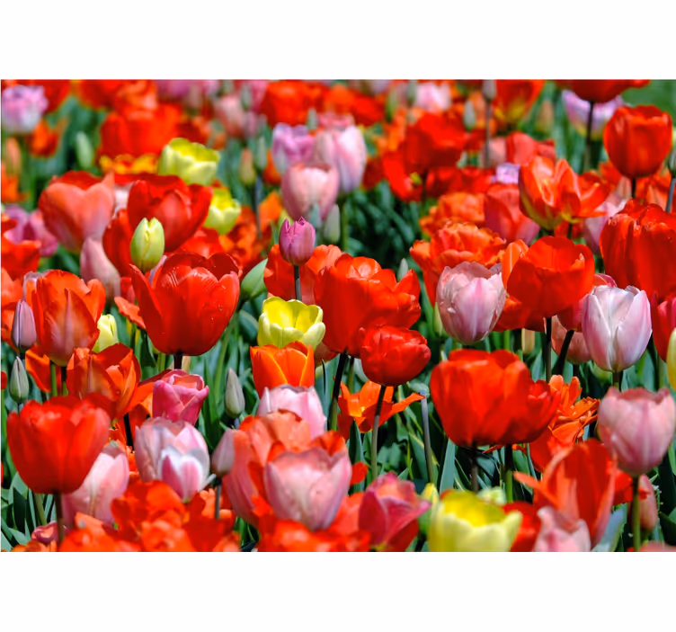 Mural de pared flores pradera de tulipanes coloridos - TenVinilo