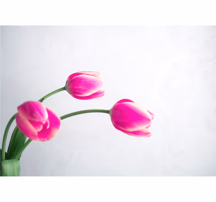 Fotomural de amapolas flores de tulipanes rosas - TenVinilo