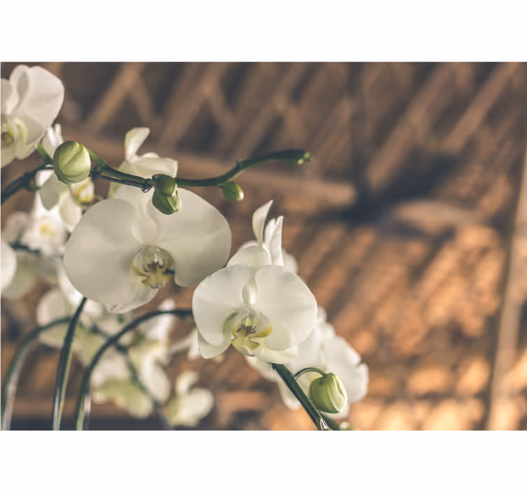 Fotomural de orquídeas flores de orquídeas elegantes - TenVinilo