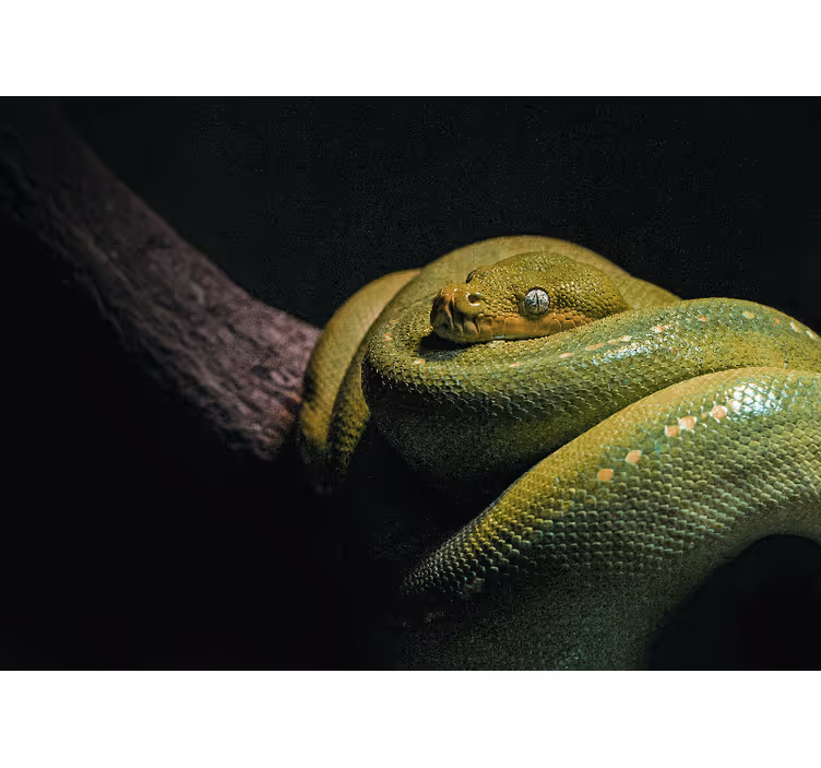 Fotomural animales pitón verde esmeralda - TenVinilo
