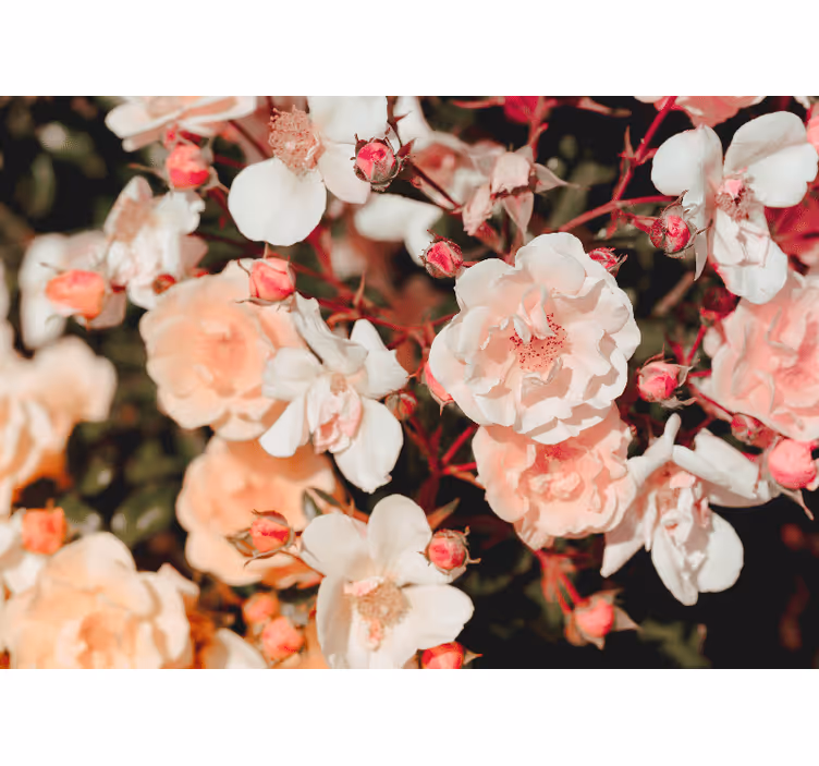 Mural de pared flores pétalos de rosa en flor - TenVinilo
