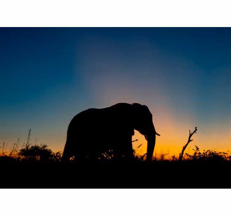 Fotomural animales silueta de elefante al atardecer - TenVinilo