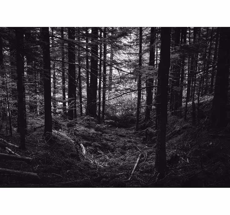 Fotomural bosque escena de bosque oscuro - TenVinilo