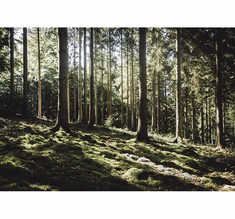 Fotomural bosque escena de bosque tranquilo - TenVinilo