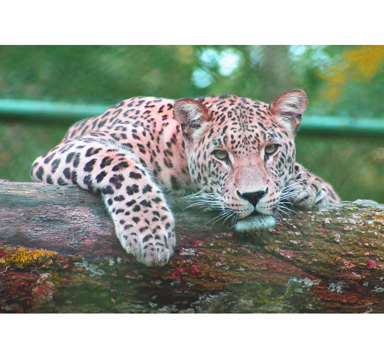 Fotomural animales leopardo descansando graciosamente - TenVinilo