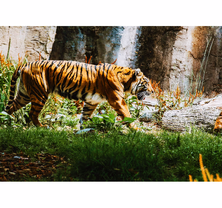 Fotomural animales tigre majestuoso caminando - TenVinilo