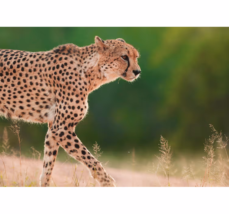 Fotomural animales guepardo en movimiento - TenVinilo