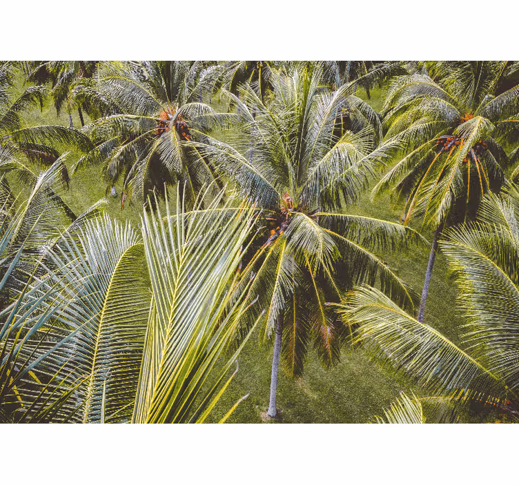 Fotomural naturaleza hojas de palma exuberantes - TenVinilo