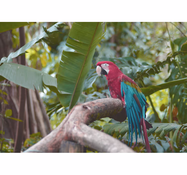 Fotomural animal loro guacamayo colorido - TenVinilo