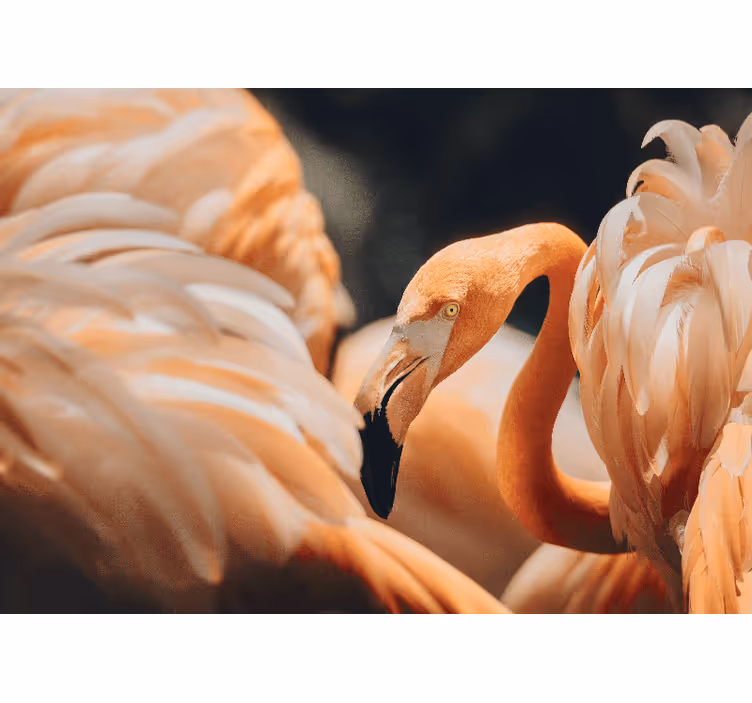 Fotomural animal escena de flamencos elegantes - TenVinilo