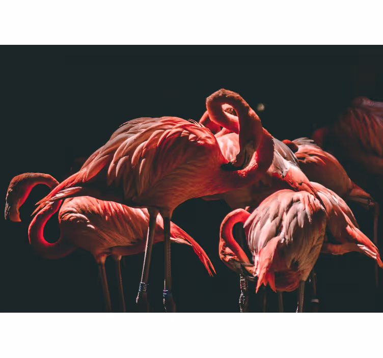 Fotomural animales serenidad de flamencos - TenVinilo