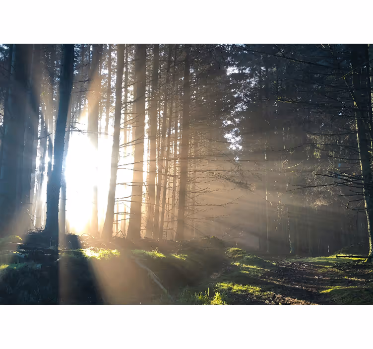 Fotomural bosque camino iluminado en el bosque - TenVinilo