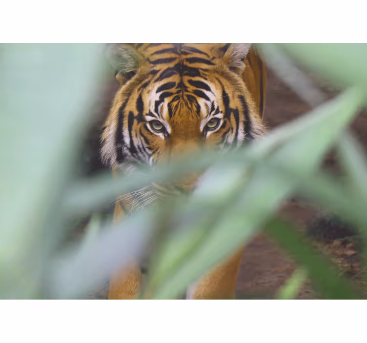 Fotomural animales tigre en la naturaleza - TenVinilo