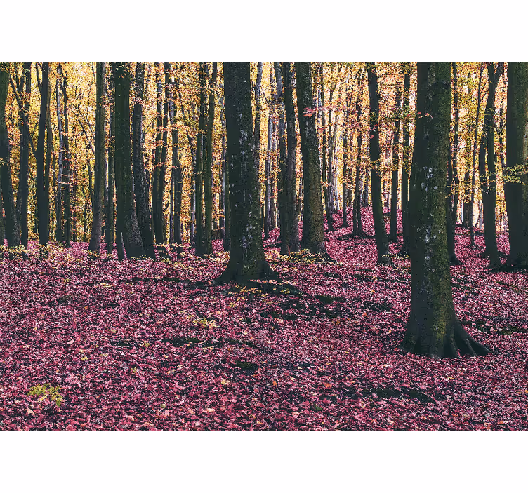 Fotomural naturaleza escena de bosque sereno - TenVinilo