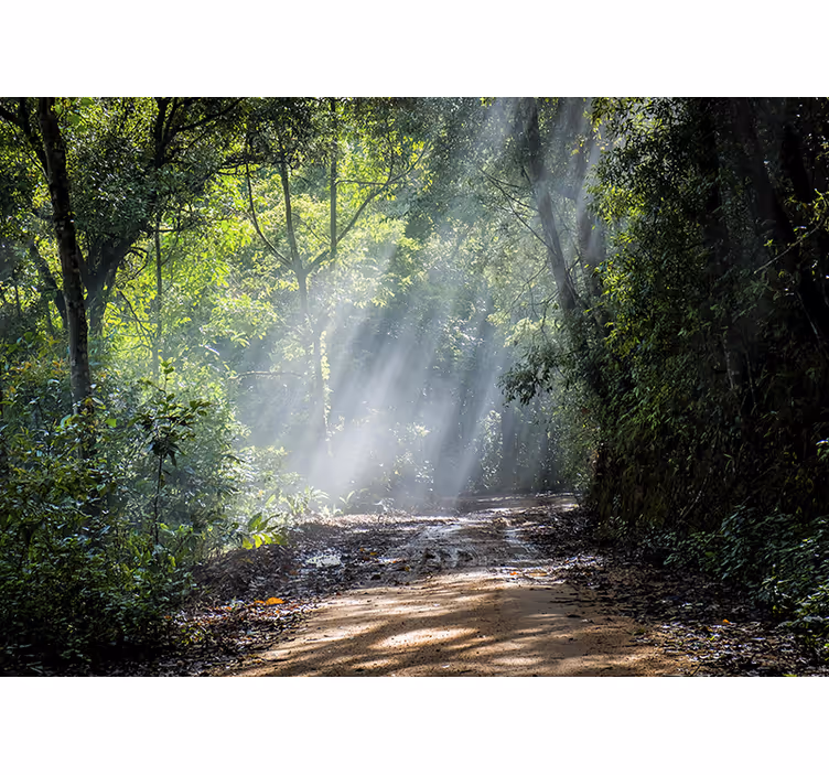 Fotomural naturaleza sendero del bosque luminoso - TenVinilo