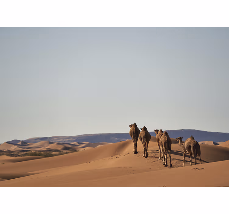 Fotomural desierto camellos del desierto - TenVinilo