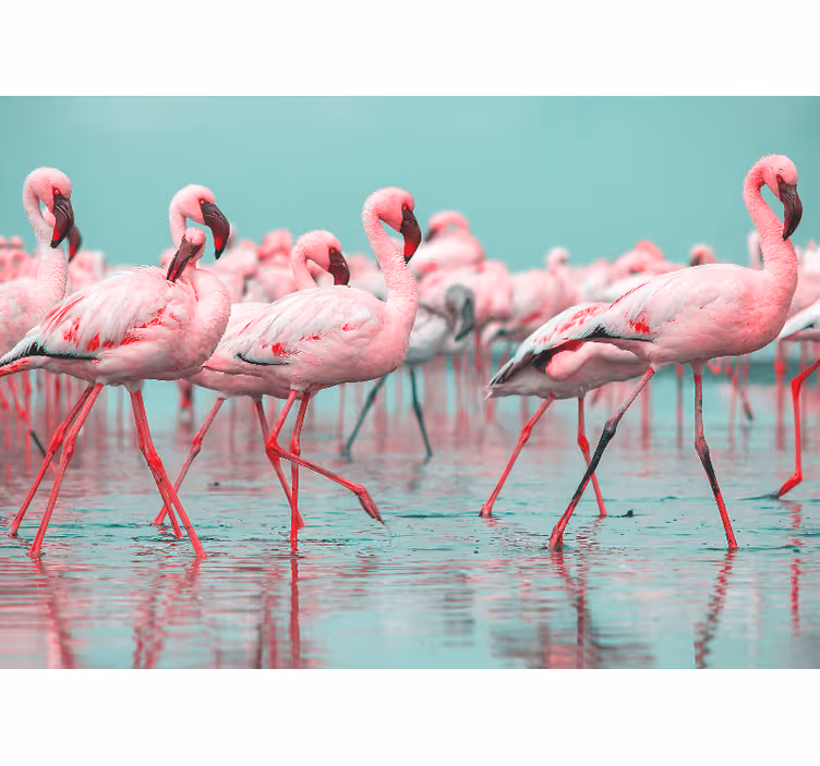 Fotomural animales paseo de flamencos - TenVinilo