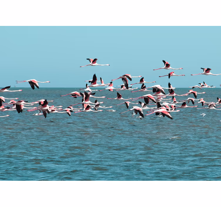 Fotomural animales flamencos sobre el agua - TenVinilo