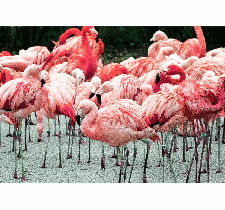 Fotomural animales bandada de flamencos - TenVinilo