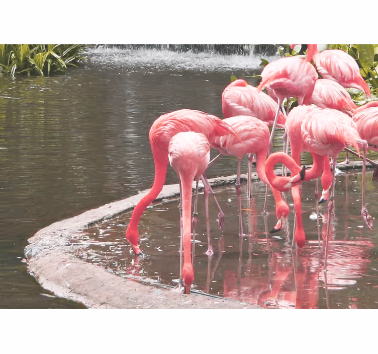 Fotomural animales ensamblaje de flamencos - TenVinilo