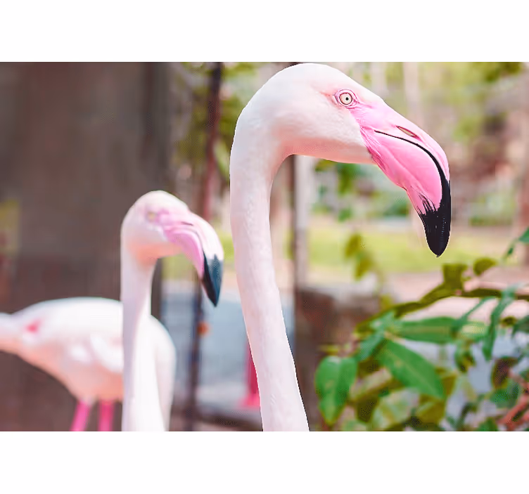 Fotomural animal pareja de flamencos elegantes - TenVinilo