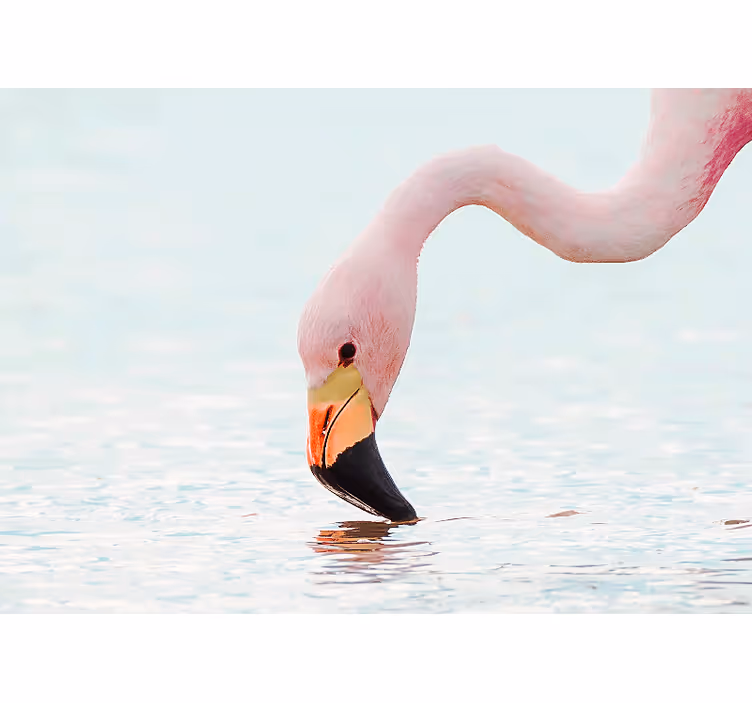Fotomural animal reflejo de flamenco en el agua - TenVinilo