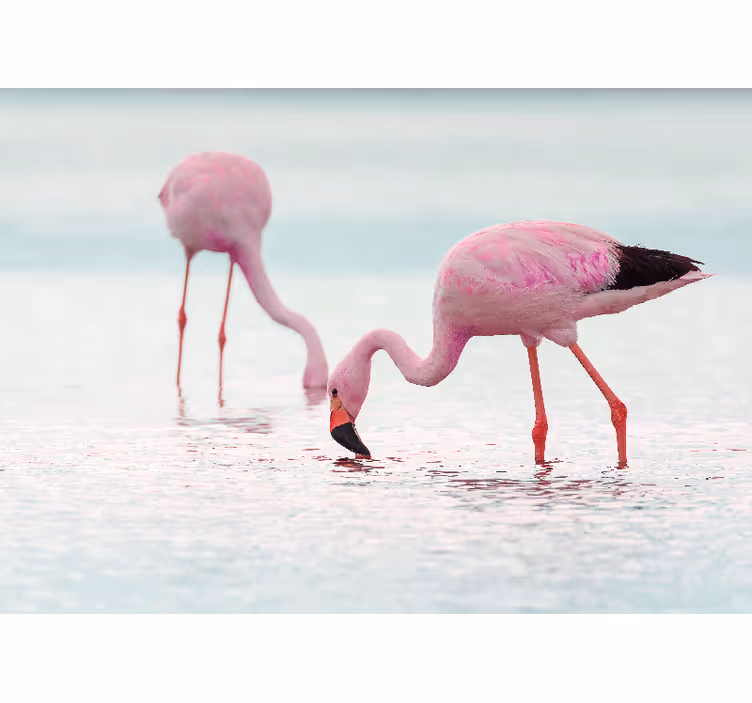 Fotomural animales escena de flamencos alimentándose - TenVinilo