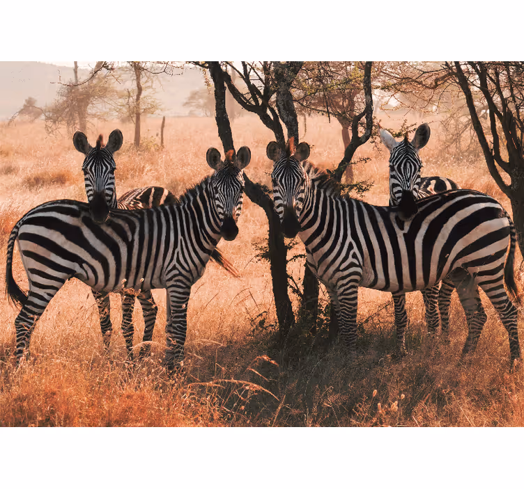 Fotomural animales cebras en la naturaleza - TenVinilo