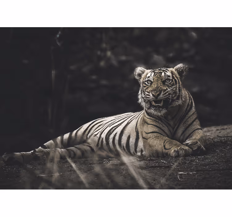 Fotomural animales tigre majestuoso en postura - TenVinilo