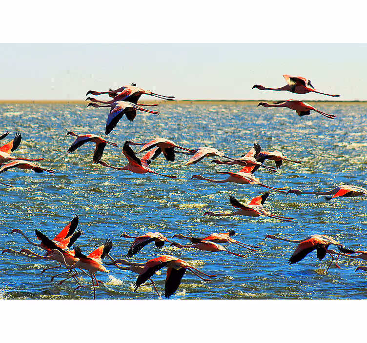 Fotomural animales grupo de flamencos voladores - TenVinilo