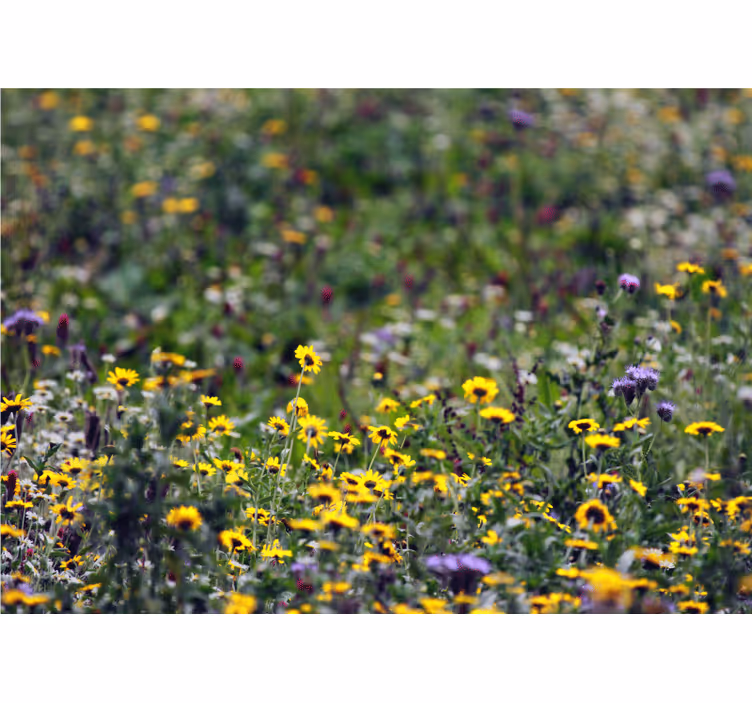 Mural de pared flores campo soleado de flores - TenVinilo