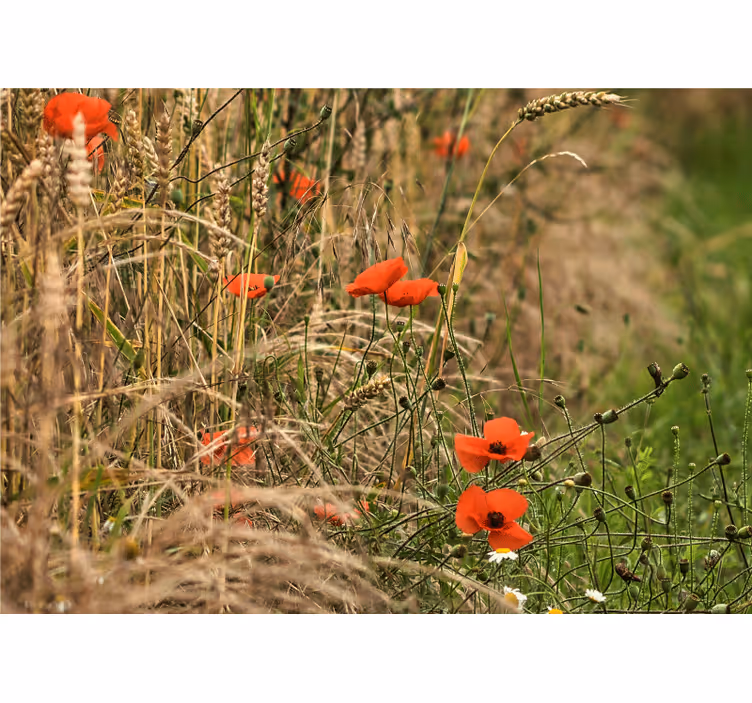Fotomural de amapolas serenidad en pradera - TenVinilo