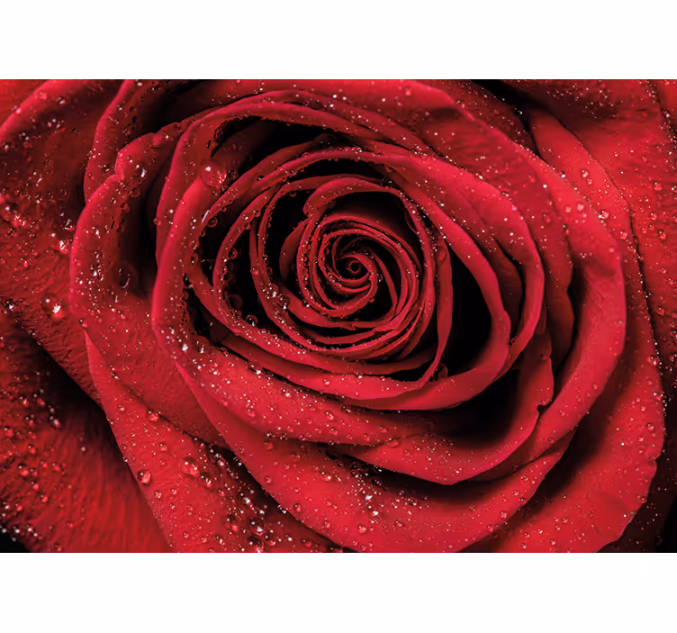 Mural de pared flores rosa con gotas de agua - TenVinilo